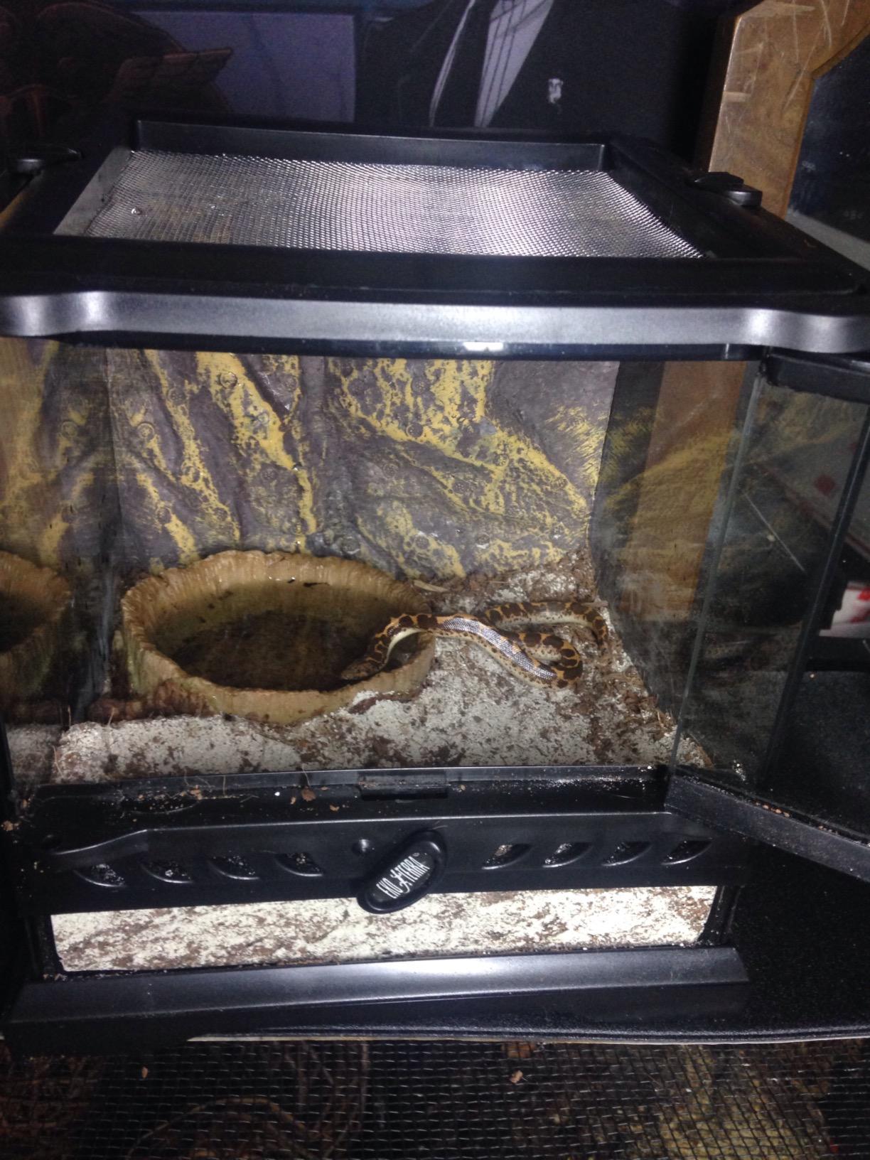 Exo Terra Glass Natural Terrarium Kit, for Reptiles and Amphibians, Nano Tall, 8 x 8 x 12 inches, PT2601A1 customer photo 1