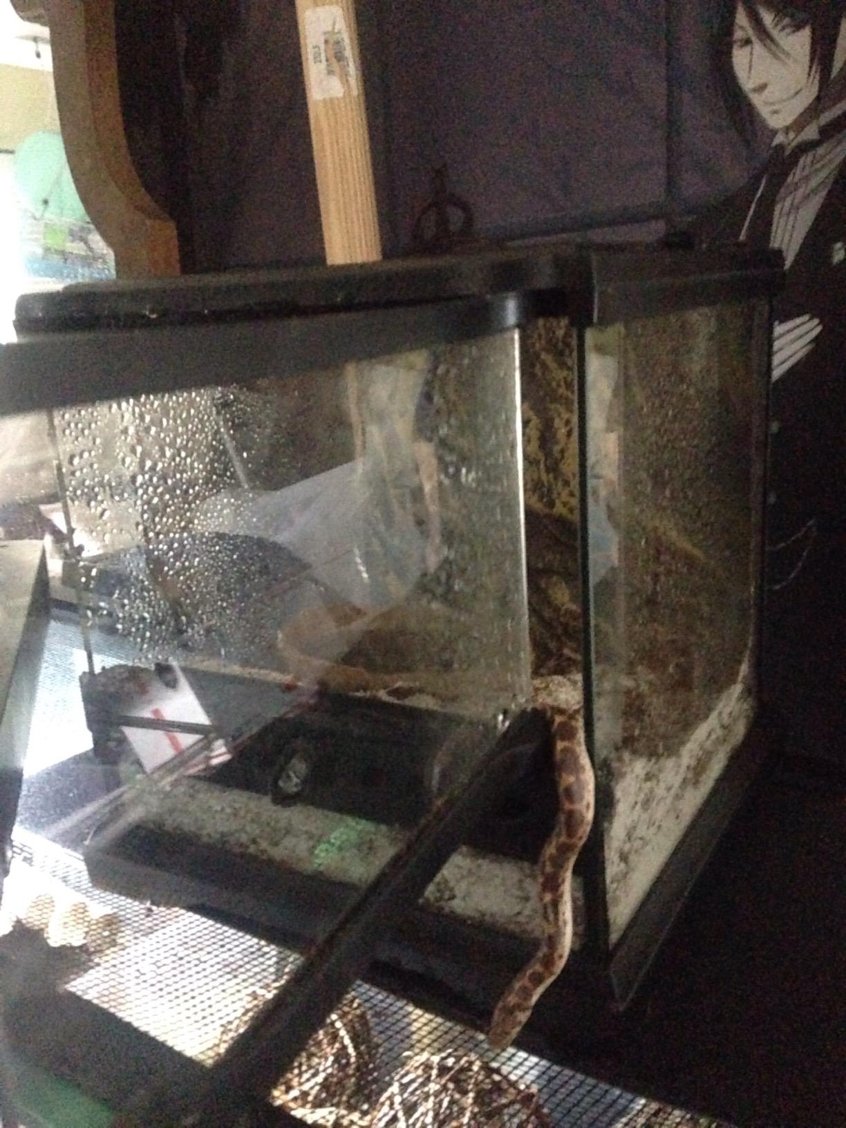 Exo Terra Glass Natural Terrarium Kit, for Reptiles and Amphibians, Nano Tall, 8 x 8 x 12 inches, PT2601A1 customer photo 2