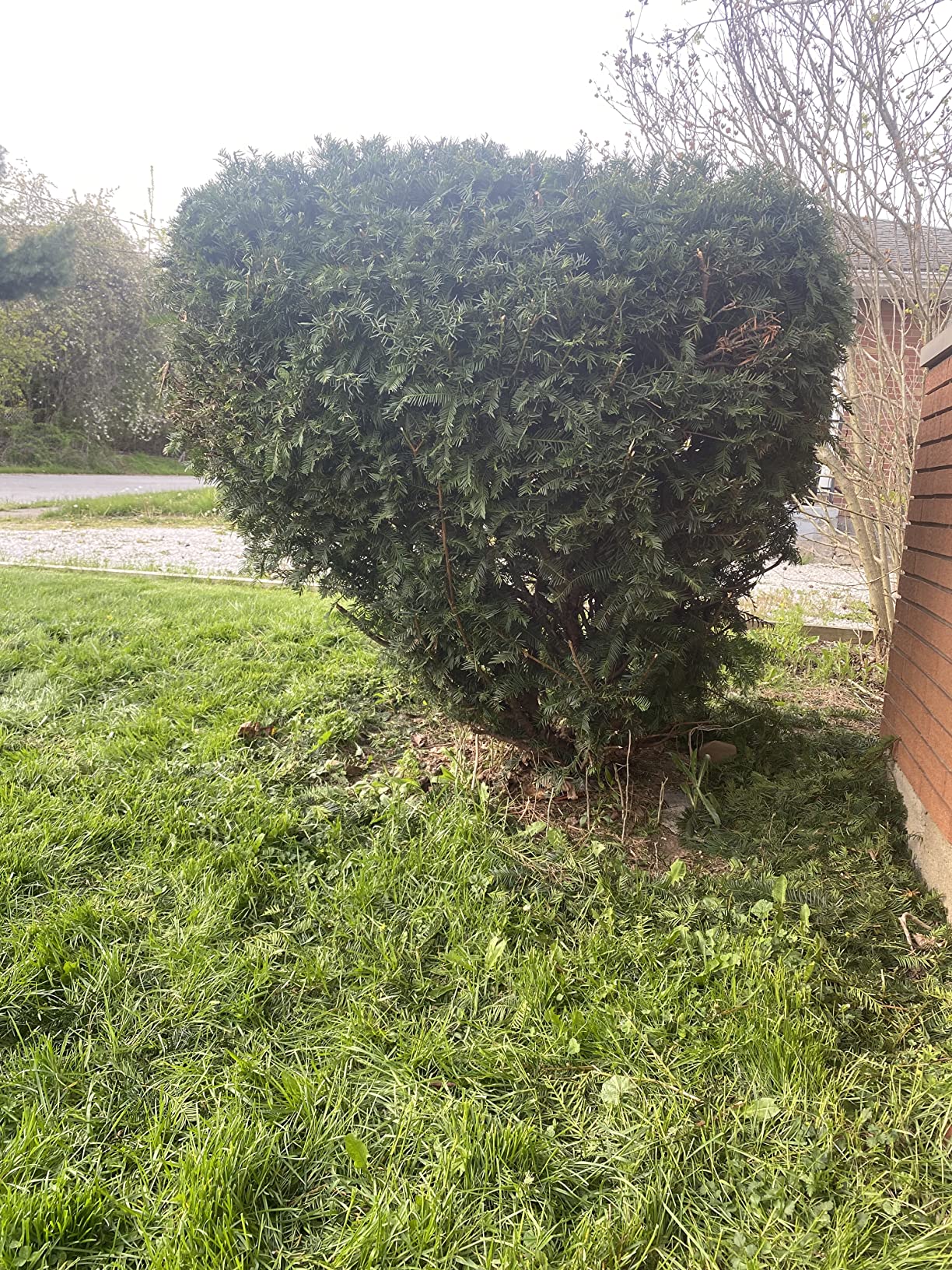 BLACK+DECKER Hedge Trimmer, Rotating Handle, Dual Blade Action Blades, 3.3-Amp, 24-Inch (HH2455) customer photo 1