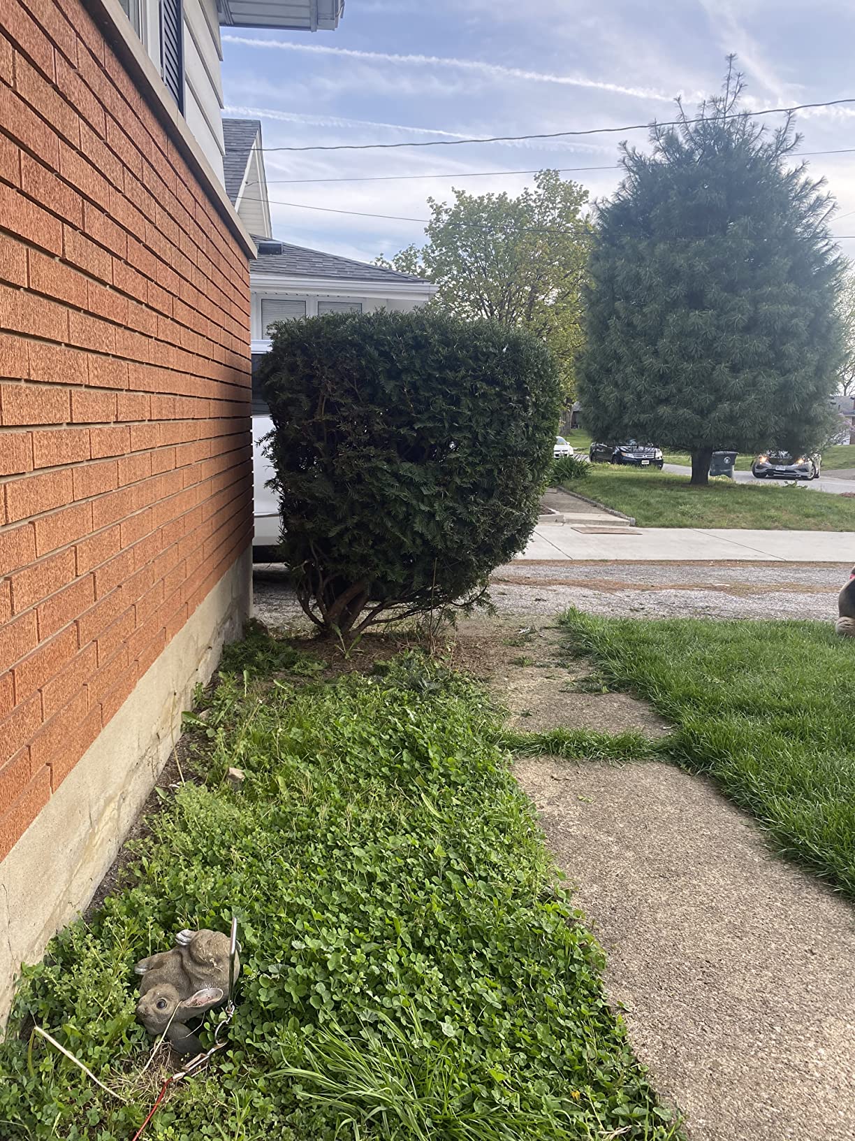 BLACK+DECKER Hedge Trimmer, Rotating Handle, Dual Blade Action Blades, 3.3-Amp, 24-Inch (HH2455) customer photo 2
