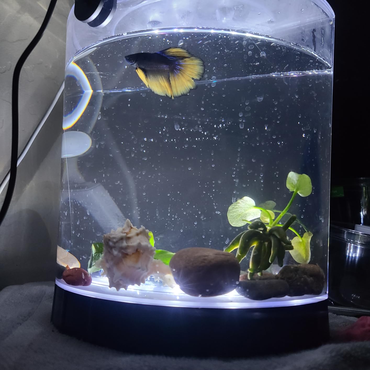 Tetra 1 Gallon Half Moon Small Fish Tank w/ Movable LED Light, For Betta & Gold Fish, Aquarium customer photo 1