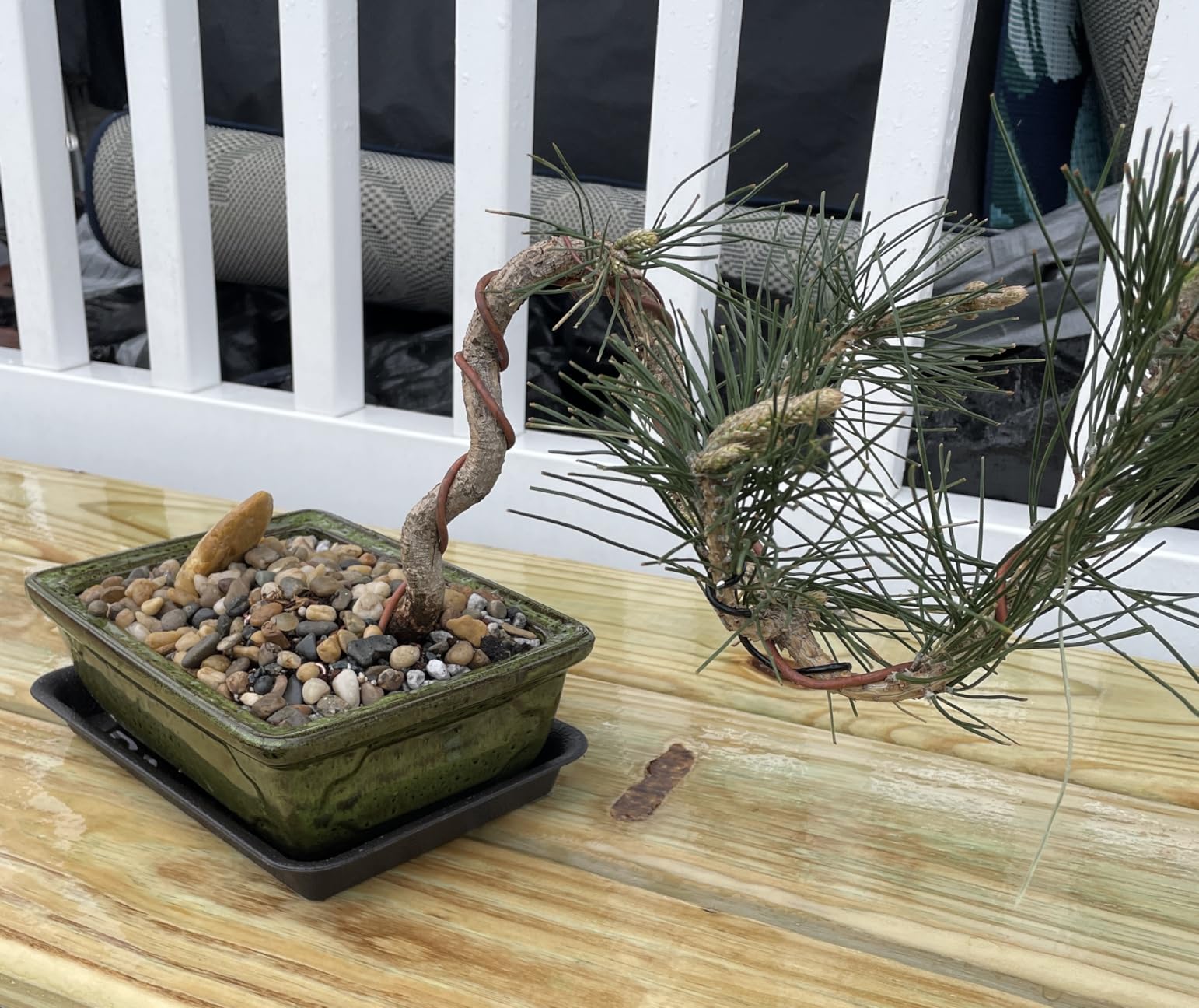 Tinyroots Conifer Bonsai Soil Blend - 2.25 Quarts - Formulated and Pre-Mixed for Junipers, Japanese Black Pines, White Pines, Cedar, Cypress and All Other Conifers customer photo 2