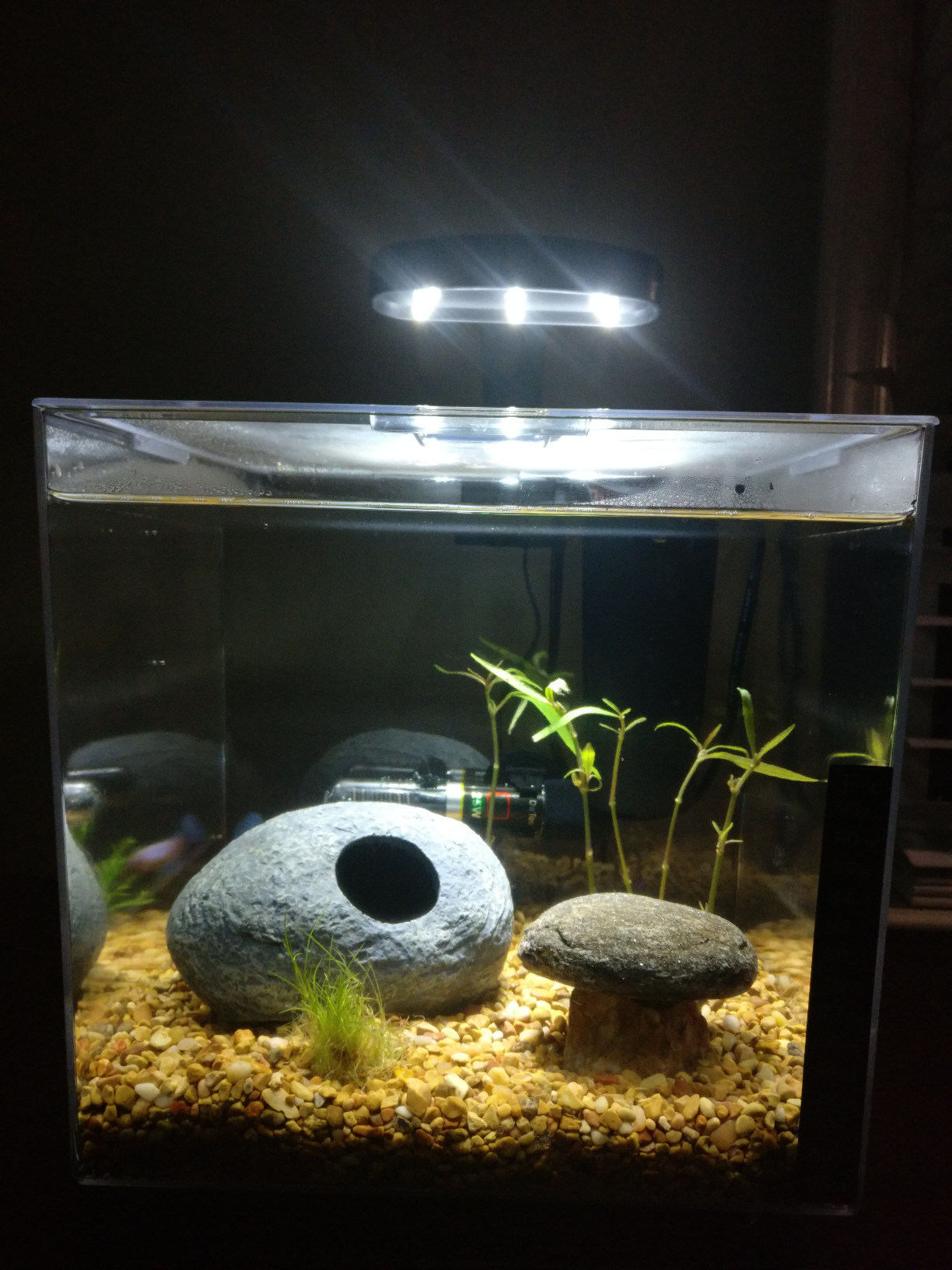 Tetra 3 Gallon Fish Tank, Aquarium Starter Kit with Pedestal Base, LED Light and Filter, For Small Tropical Fish, Guppies, Goldfish, or Betta customer photo 2