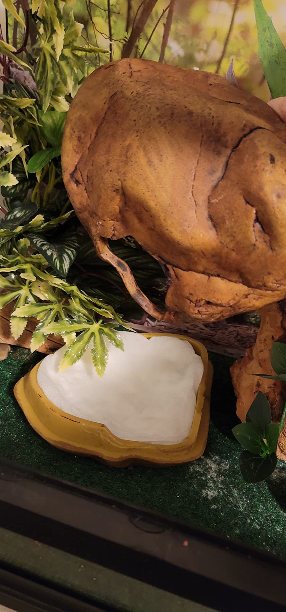 Exo Terra Gecko Cave for Reptiles and Amphibians, Reptile Hideout, Medium, PT2865 customer photo 2