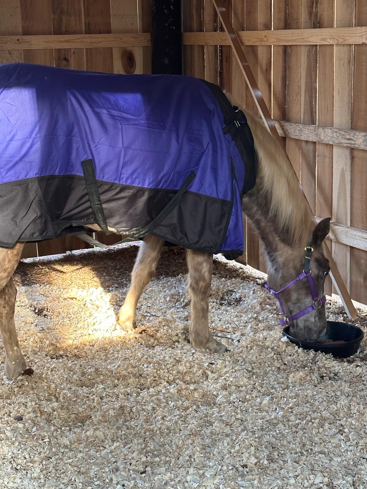 Tough 1 1200D Snuggit Turnout 300g 78In Royal Blue customer photo 2