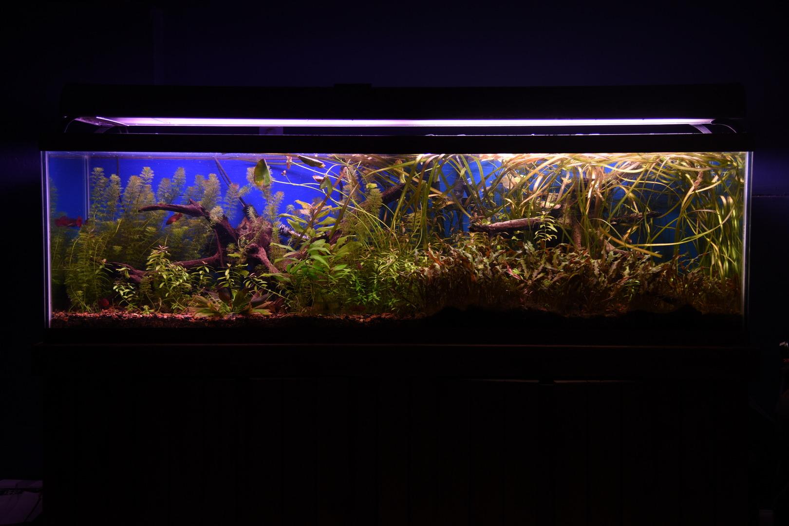 Fluval FX6 High Performance Aquarium Filter, Canister Filter for Aquariums up to 400 Gal. customer photo 1