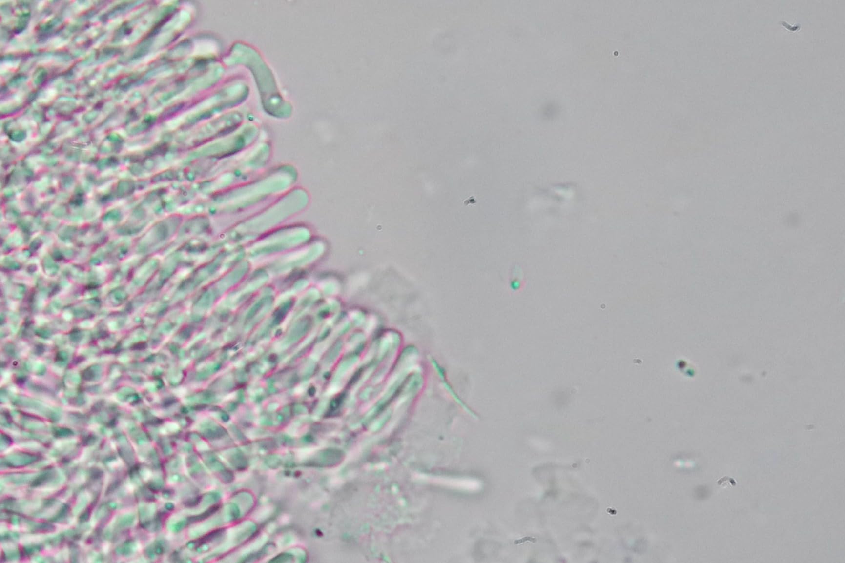 AmScope T690C-PCT200-PL Phase-Contrast Trinocular Compound Microscope, 40X-2500X Magnification, WH10x and WH25x Super-Widefield Eyepieces, Infinity Plan Achromatic Objectives, Brightfield, Kohler Condenser, Double-Layer Mechanical Stage, Includes 4 Phase Contrast Objectives and Turret customer photo 2