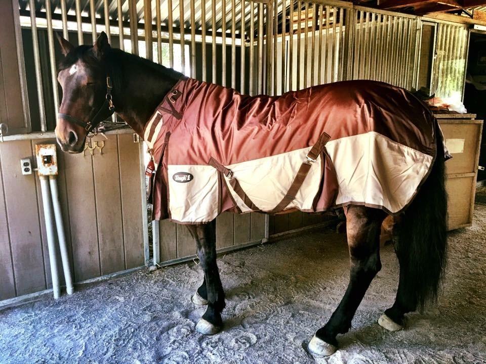 Tough 1 Snuggit 1680D Turnout Blanket customer photo 1
