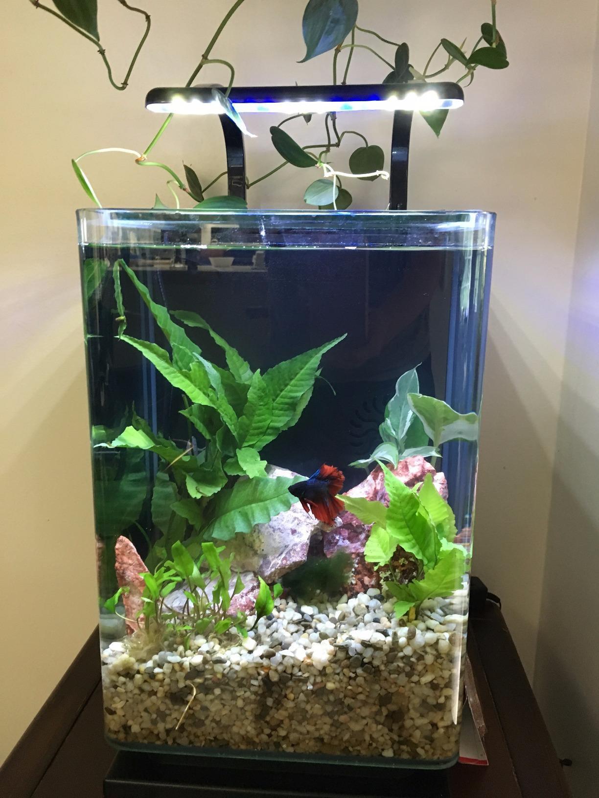 Marineland Contour 3 Aquarium Kit 3 Gallons, Rounded Glass Corners, Includes LED Lighting customer photo 1
