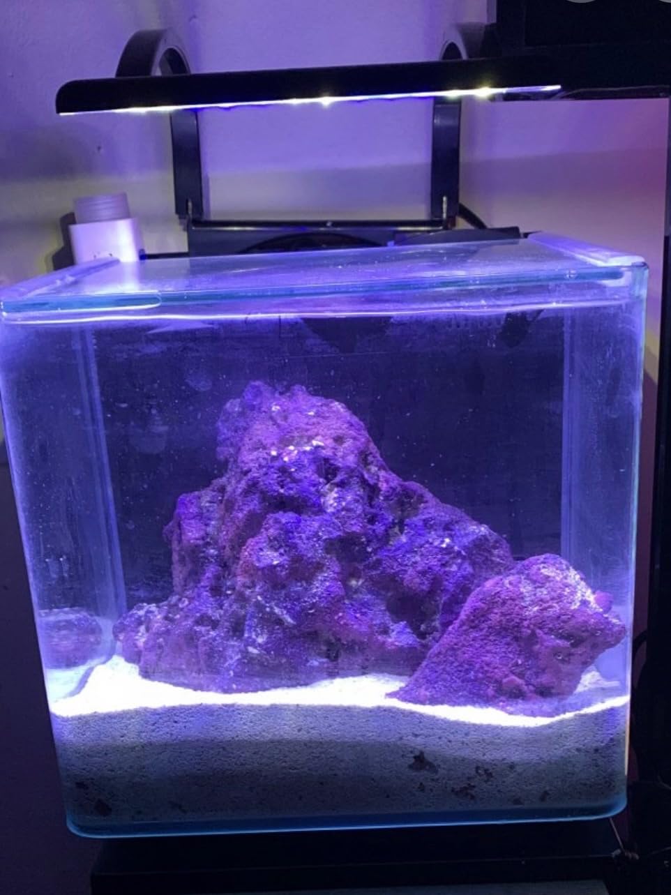 Marineland Contour 3 Aquarium Kit 3 Gallons, Rounded Glass Corners, Includes LED Lighting customer photo 2