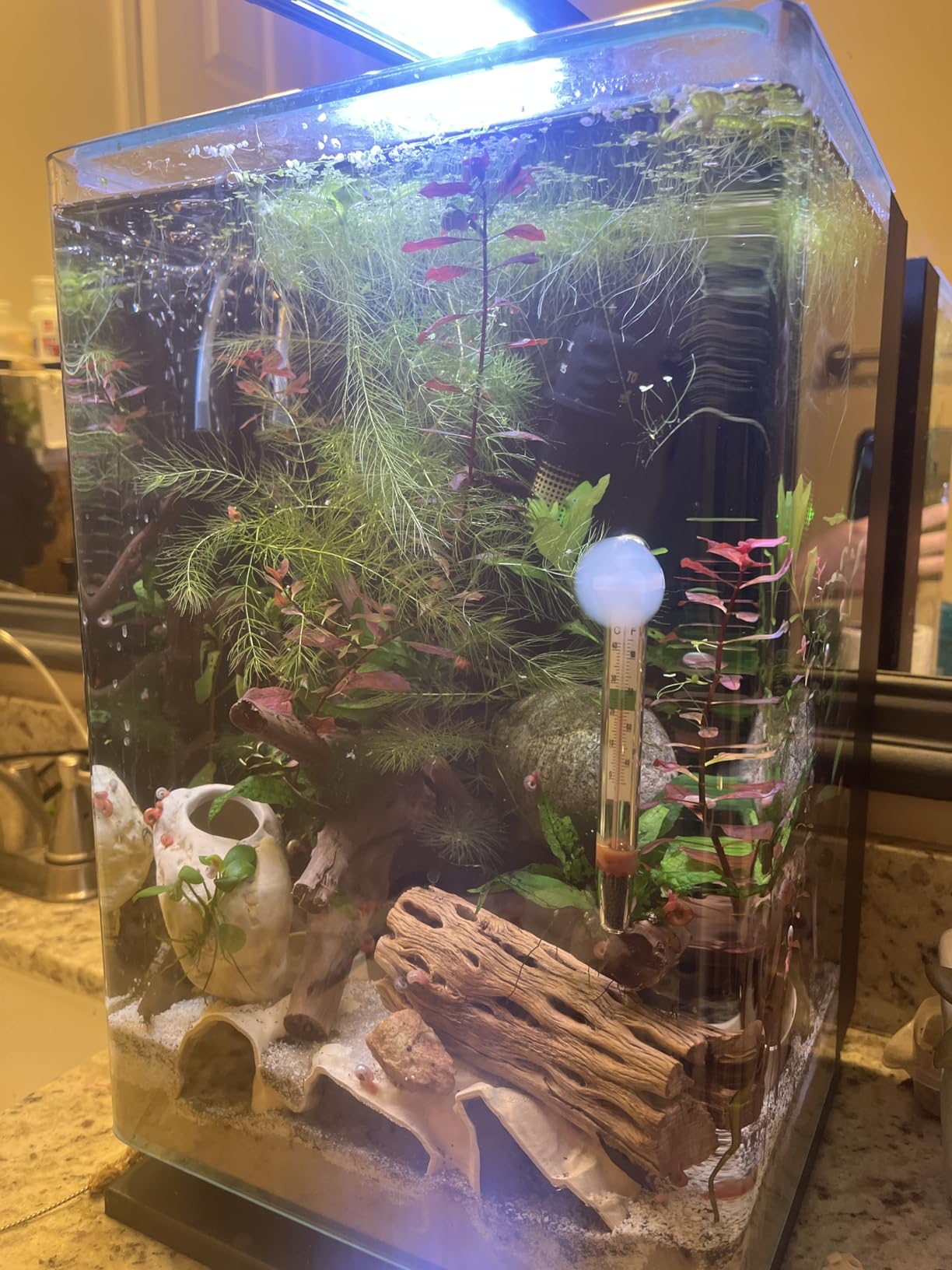 Marineland Portrait Glass LED Aquarium Kit, 5 Gallons, Hidden Filtration, Black customer photo 1