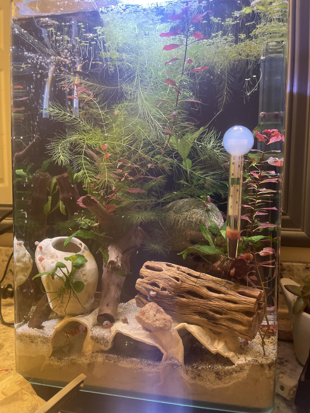 Marineland Portrait Glass LED Aquarium Kit, 5 Gallons, Hidden Filtration, Black customer photo 2