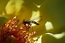 Sony FE 90mm f/2.8 Macro G OSS Lens customer photo 1