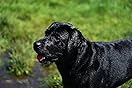 Sony FE 90mm f/2.8 Macro G OSS Lens customer photo 2