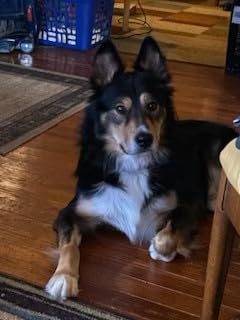 DNA MY DOG - Trusted & Affordable Breed Identification Test - 350+ Breeds Identified w/ 99%+ Accuracy - Complete Breed Analysis, Personality and Behavior Insights - Easy Cheek Swab, Results in 2 Weeks customer photo 1