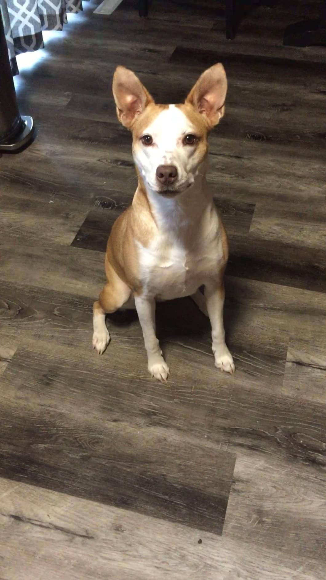 DNA MY DOG - Trusted & Affordable Breed Identification Test - 350+ Breeds Identified w/ 99%+ Accuracy - Complete Breed Analysis, Personality and Behavior Insights - Easy Cheek Swab, Results in 2 Weeks customer photo 2