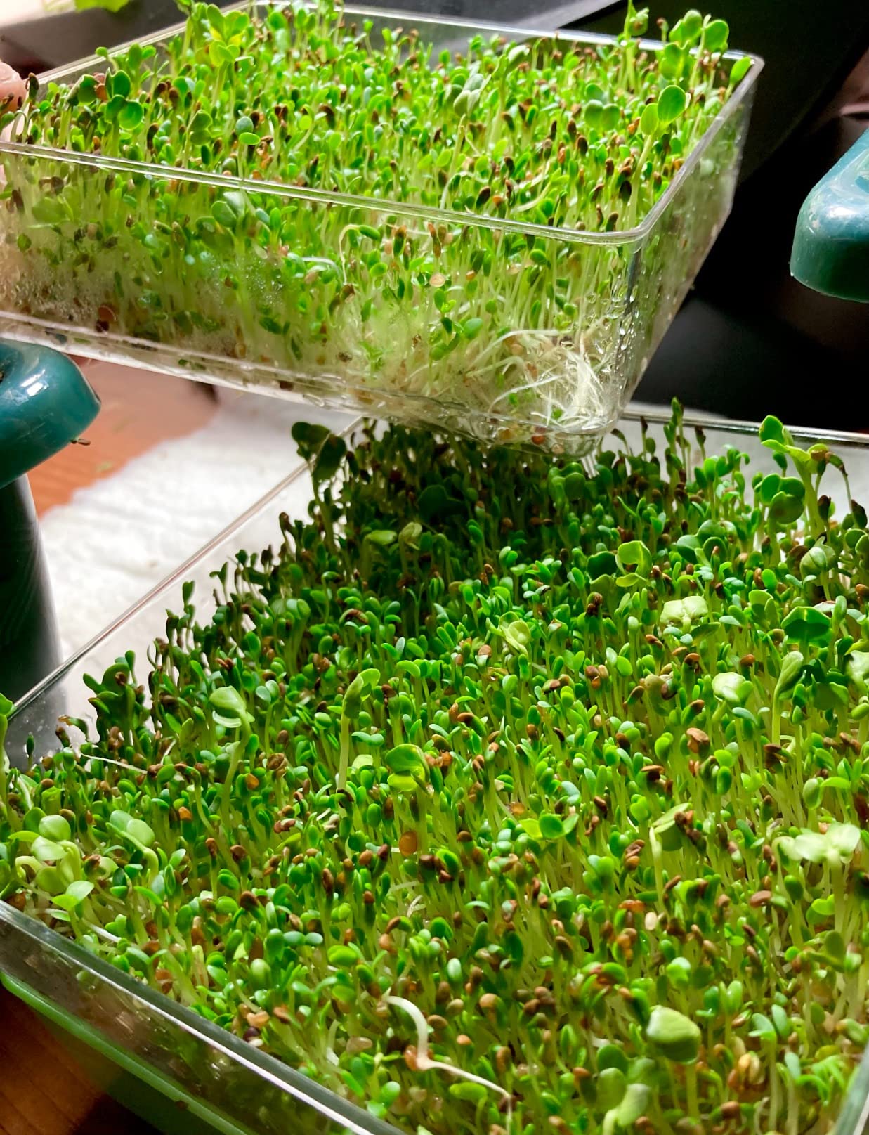 GARDENS ALIVE! Seed Sprouter Kit, Two Tier Stackable Seedling Starter Tray with Lid, Microgreens Propagator Mini Plant Grow Trays, Germinate Seeds Indoors, Healthy Snacks, Bean Sprouts, Soil Free customer photo 2