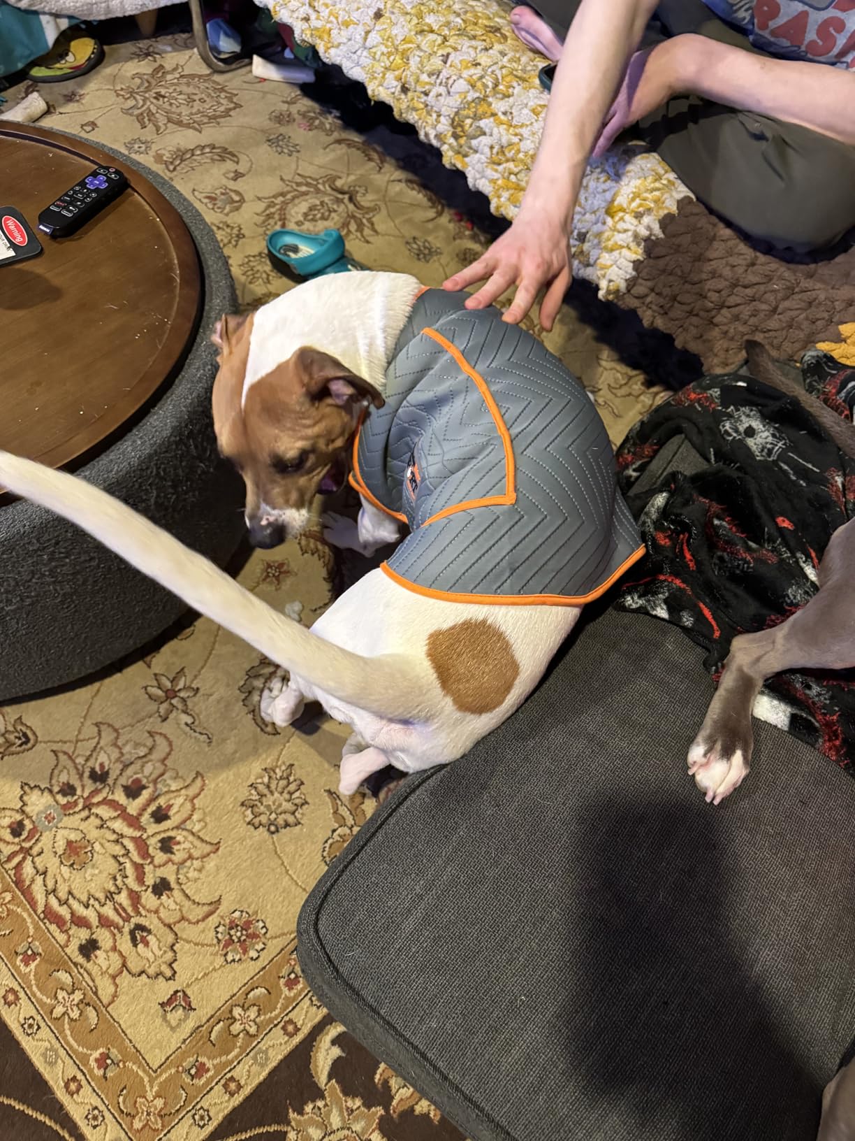 ThunderShirt for Dogs, Large, Platinum Sport - Dog Anxiety Relief Calming Vest customer photo 1