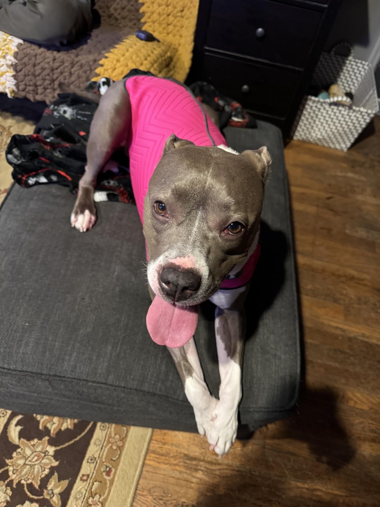 ThunderShirt for Dogs, Large, Platinum Sport - Dog Anxiety Relief Calming Vest customer photo 2
