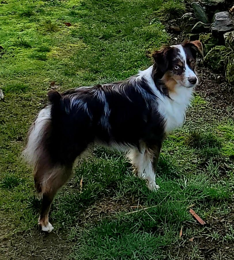 Embark Purebred Kit - Dog DNA Test - Health, Traits, Genetic Diversity Score (COI), Breed Confirmation customer photo 1