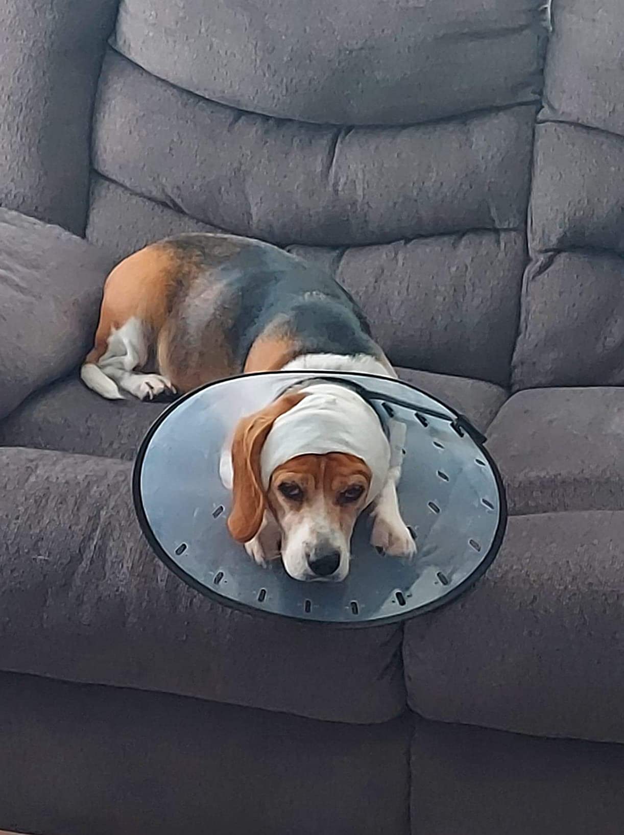 DNA MY DOG Vet-Recommended and Most Accurate Allergy Test for Itchy, Sensitive Dogs | Cheek Swab - The Gold Standard of Testing | Tests for All Common Food & Environmental Allergens | Custom Report customer photo 1