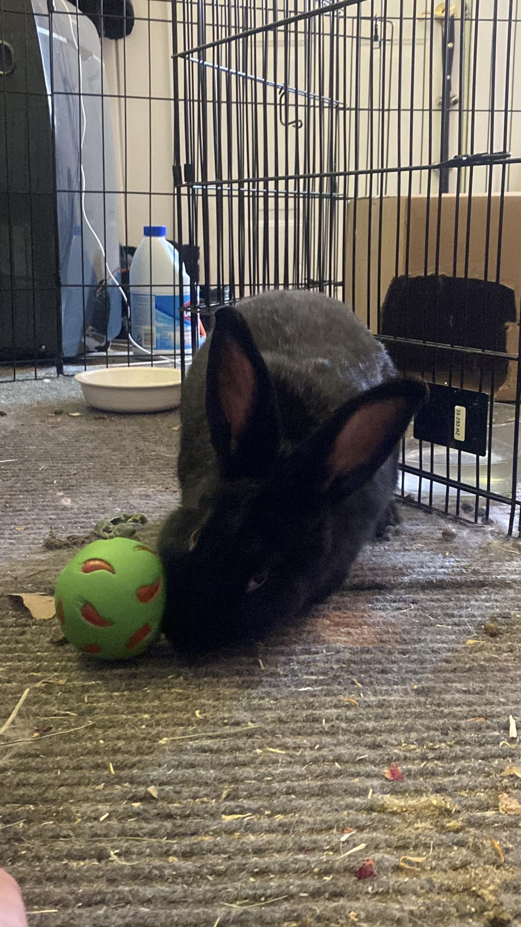 Niteangel Treat Ball, Snack Ball for Small Animals (Small, Yellow & Green) customer photo 2