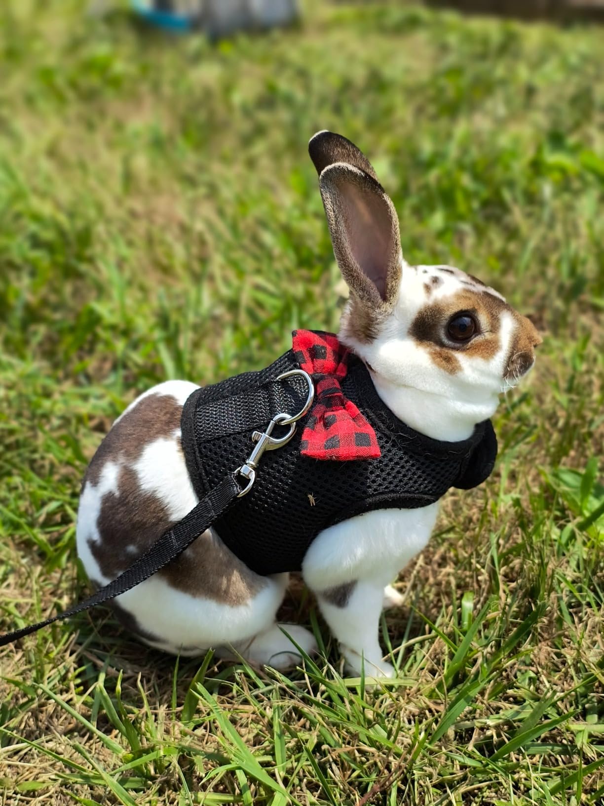 ASOCEA Adjustable Bunny Harness and Leash Breathable Mesh Vest Harness for Rabbits Walking Soft Pet Harness Vest Cloth Lead for Small Animals customer photo 1