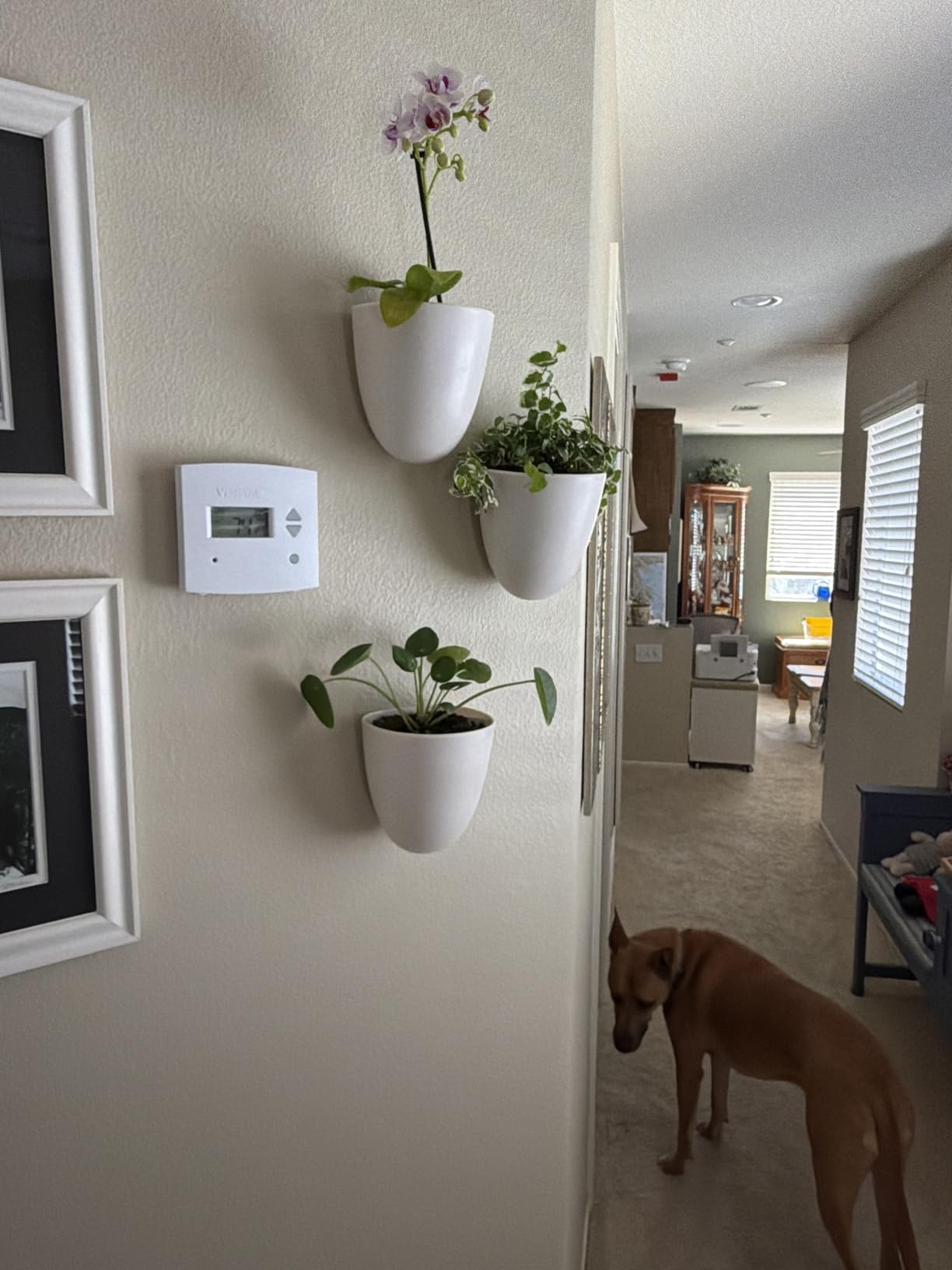 Make Good PlantPod Luxe - Self-Watering Wall Planters (Set of 6) - Easy to Water and Install - Lightweight - Design Your Own Vertical Garden customer photo 1