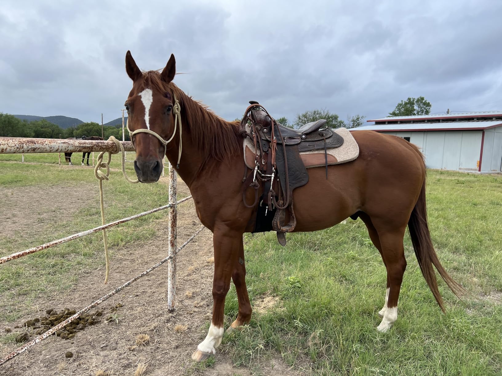 Weaver Equine 30