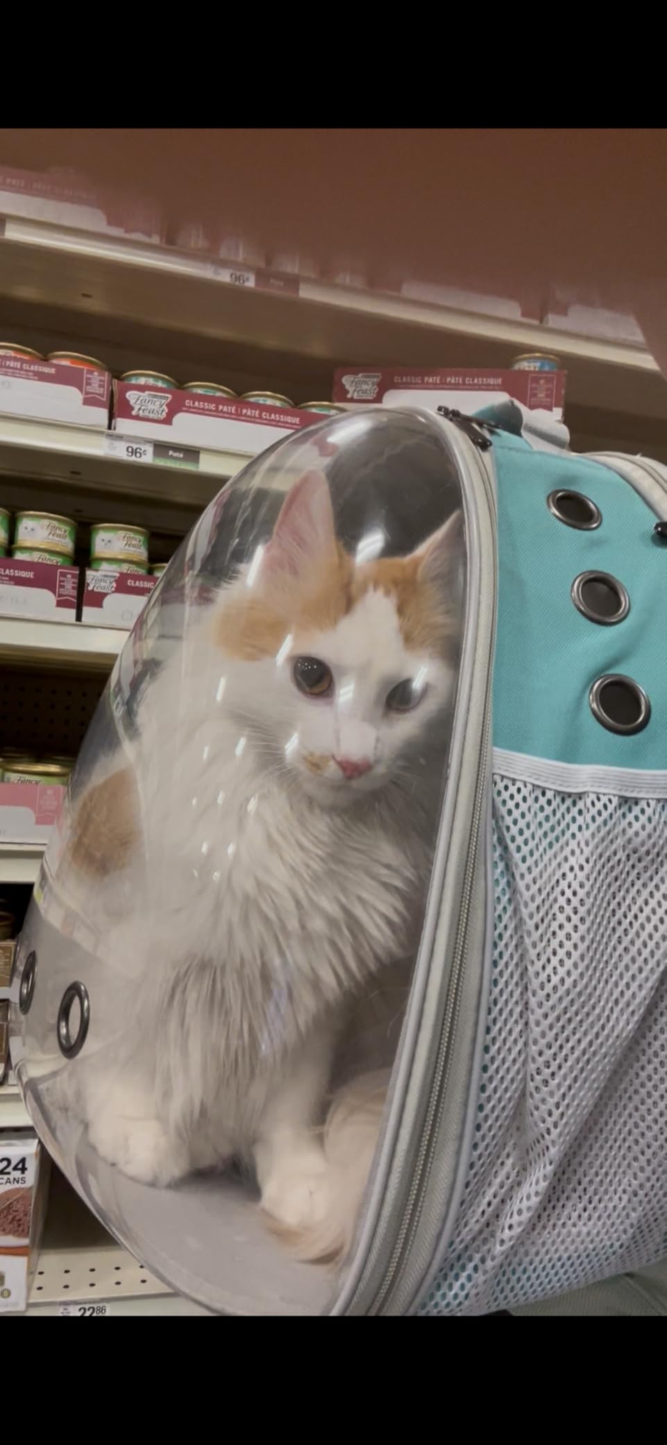 Back Expandable Cat Backpack Carrier, Fit up to 12 lbs, Space Capsule Bubble Window Pet Carrier Backpack to Carry and Transport Cat Bunny Small Puppy customer photo 1