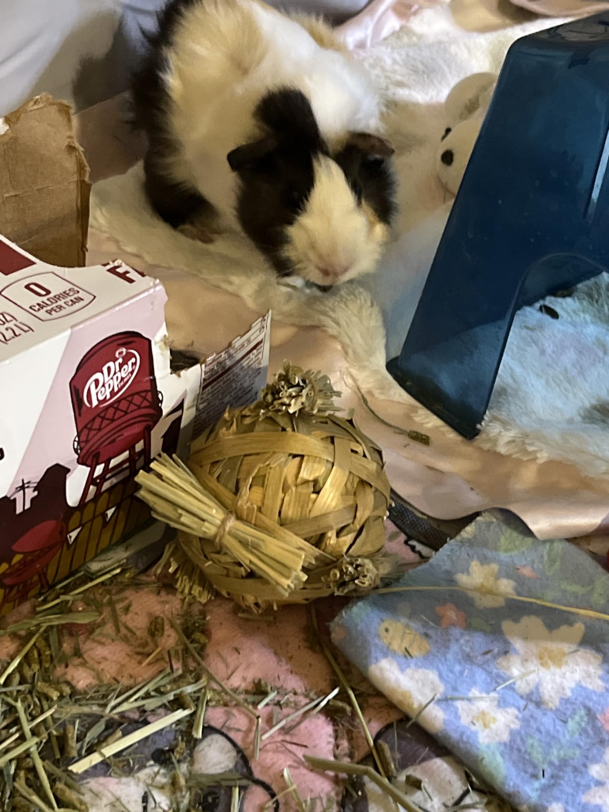 Oxbow Enriched Life Crazy Hay Ball, Rabbit Toys, Guinea Pig Toys, Enrichment for Bunny, Guinea Pig, Hamster, Rabbit, Chinchilla, Rat, Chinchilla Cage Accessories, Small Pet Accessories for Cage customer photo 1