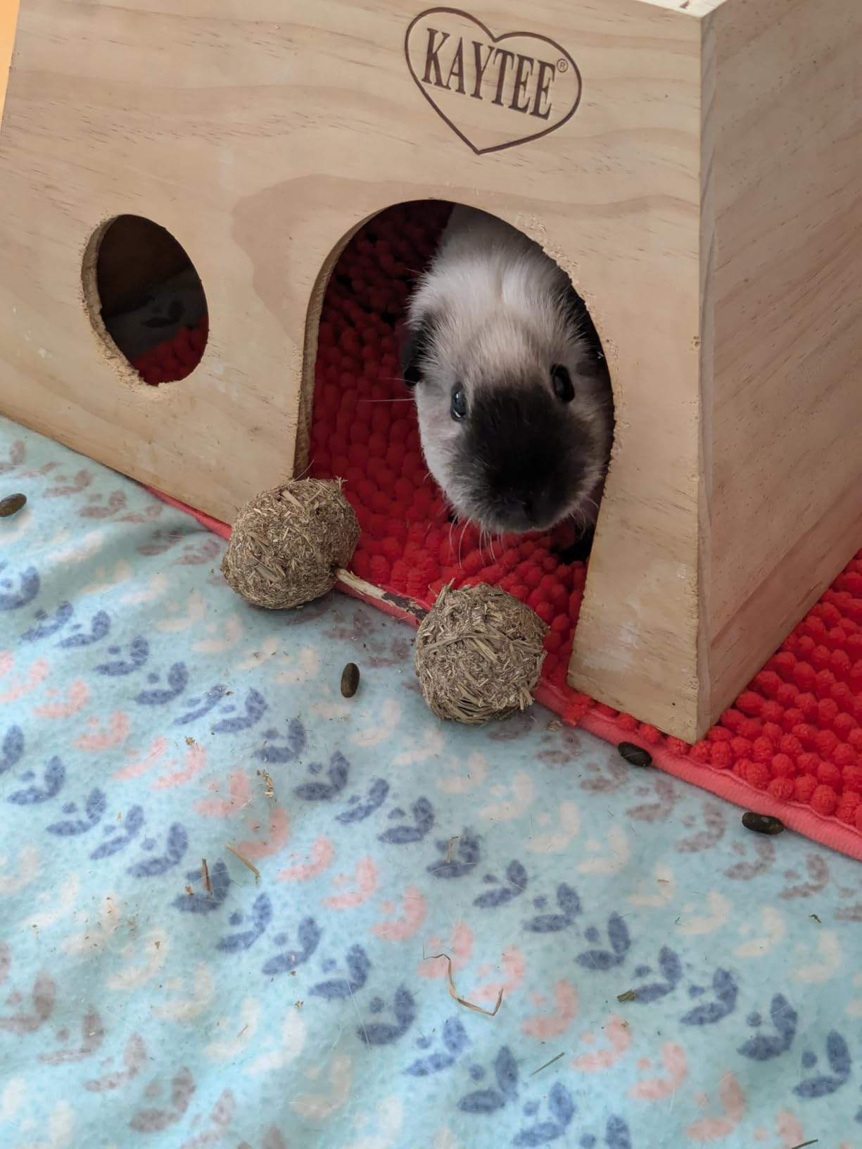 Oxbow Enriched Life Timbells, Rabbit Toys, Guinea Pig Toys, Enrichment for Bunny, Guinea Pig, Hamster, Rabbit, Chinchilla, Timothy Hay, Chinchilla Cage Accessories, Small Pet Accessories for Cage customer photo 2