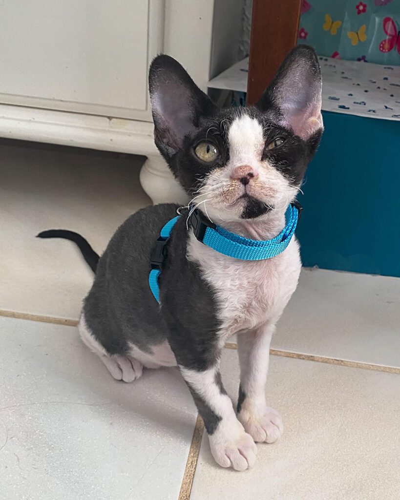 10 Best Rabbit Harnesses and Leashes (June 2026) Complete Guide