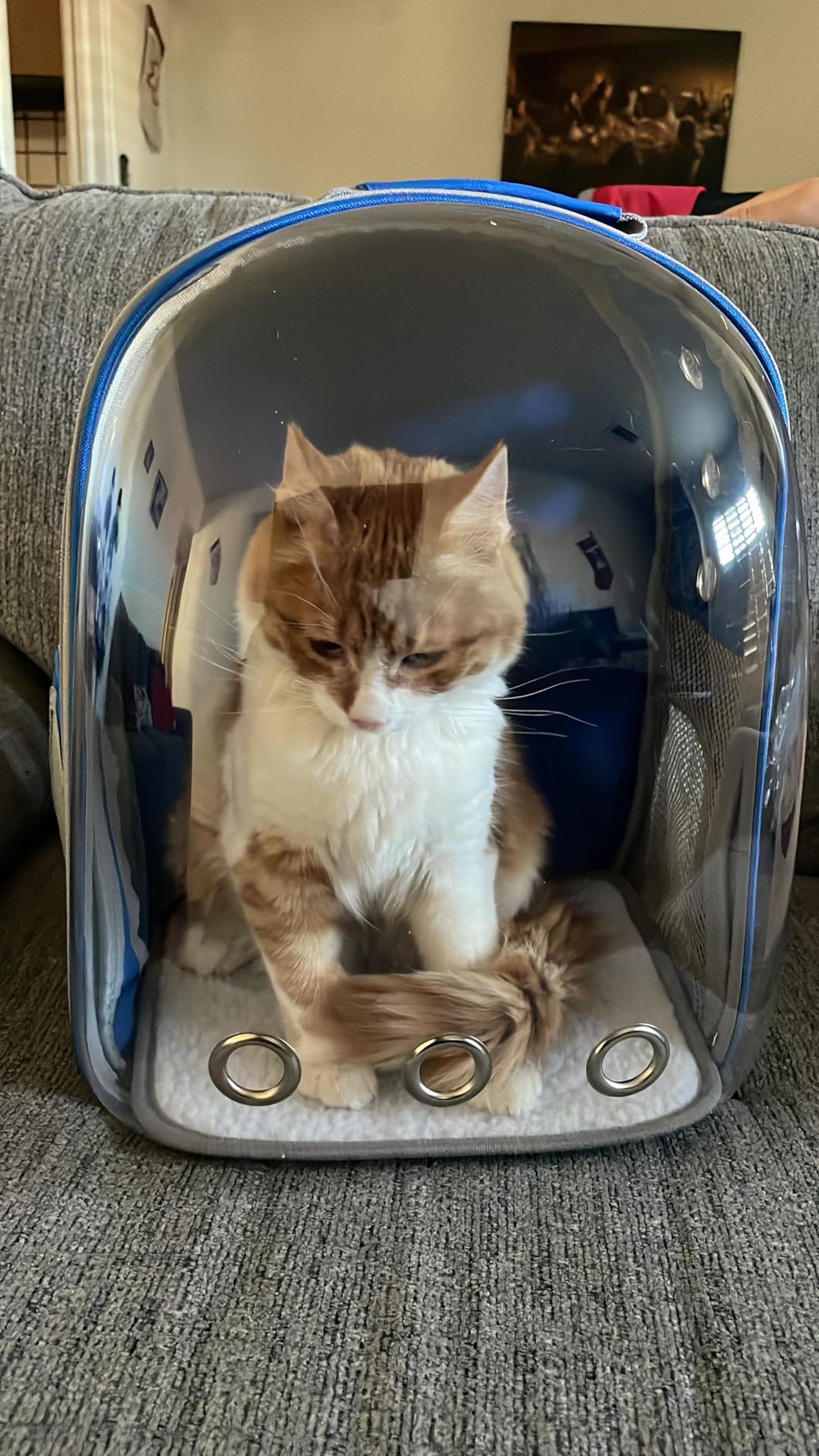 Henkelion Bubble Carrying Bag for Small Medium dogs Cats, Space Capsule Pet Hiking backpack, Airline Approved Travel carrier - Grey customer photo 1