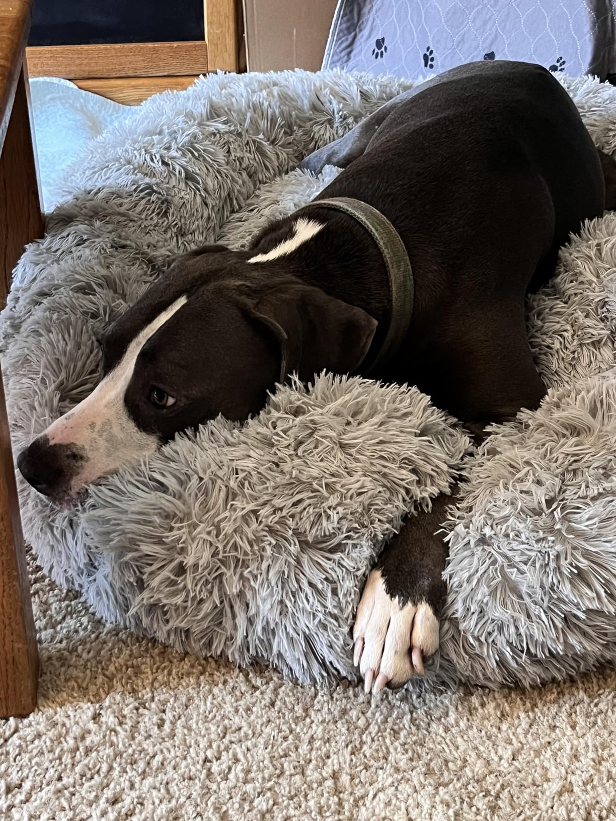 HACHIKITTY Calming Donut Cuddler Dog Bed, Round Fluffy Pet Bed for Large Dogs,Washable, Large, Gray, 30'' customer photo 2
