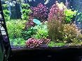 VORESTIC Long Aquarium Scissors for Plants 9.8 inches, Aquascaping Scissors Curved, Aquarium Plant Trimmer, Aquascape Tools, Terrarium Tools for Plants customer photo 1
