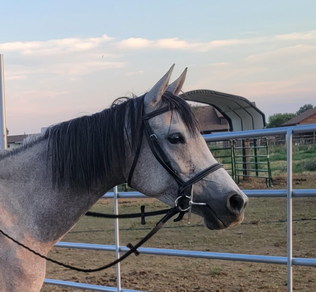 Exion Hunter Bridle with Laced Reins- Fancy Stitched English Snaffle Bridle | Premium Leather Hunter Jumper Bridle with Stainless Steel Hardware | Perfect for Schooling, Training & Show Ring customer photo 1