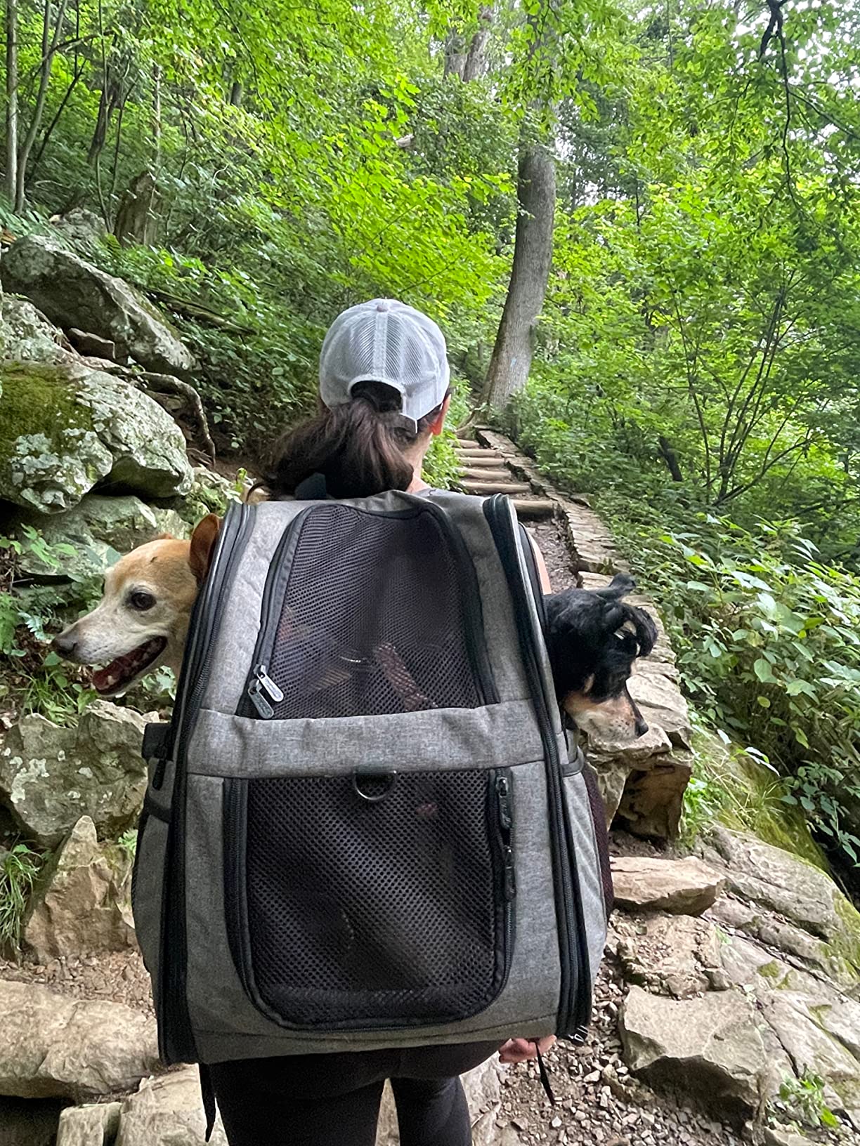 Apollo Walker Dog & Cat Carrier Backpack for 4-18lb Pets - Ventilated Safe Design with Padded Back Support, Breathable Mesh Pet Backpack for Hiking, Travel, Outdoor (Black) customer photo 2