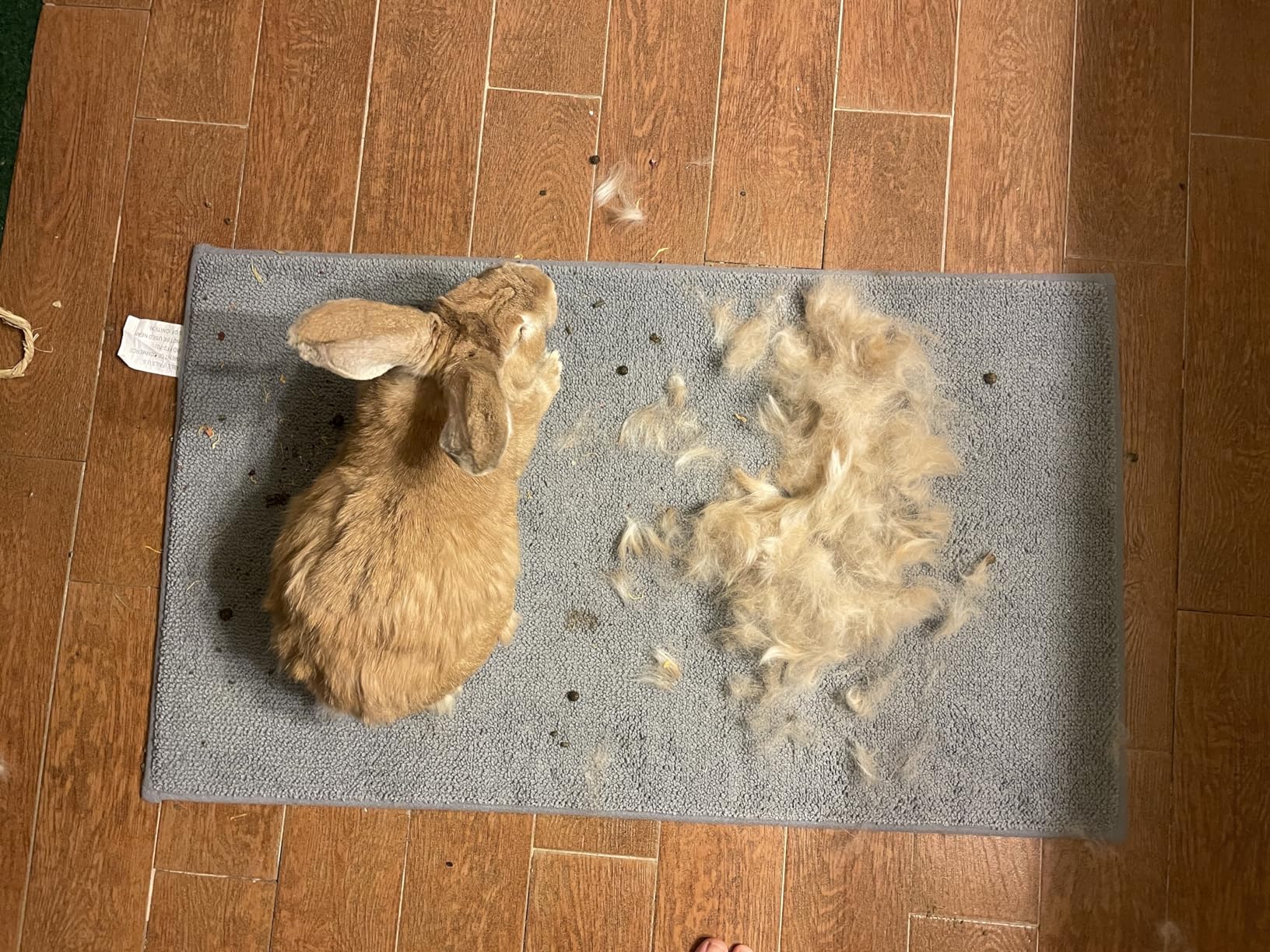 Lixit® Grooming Kits For Rabbits, Guinea Pigs and other Small Animals (Red, Brush and Clipper Set) customer photo 2