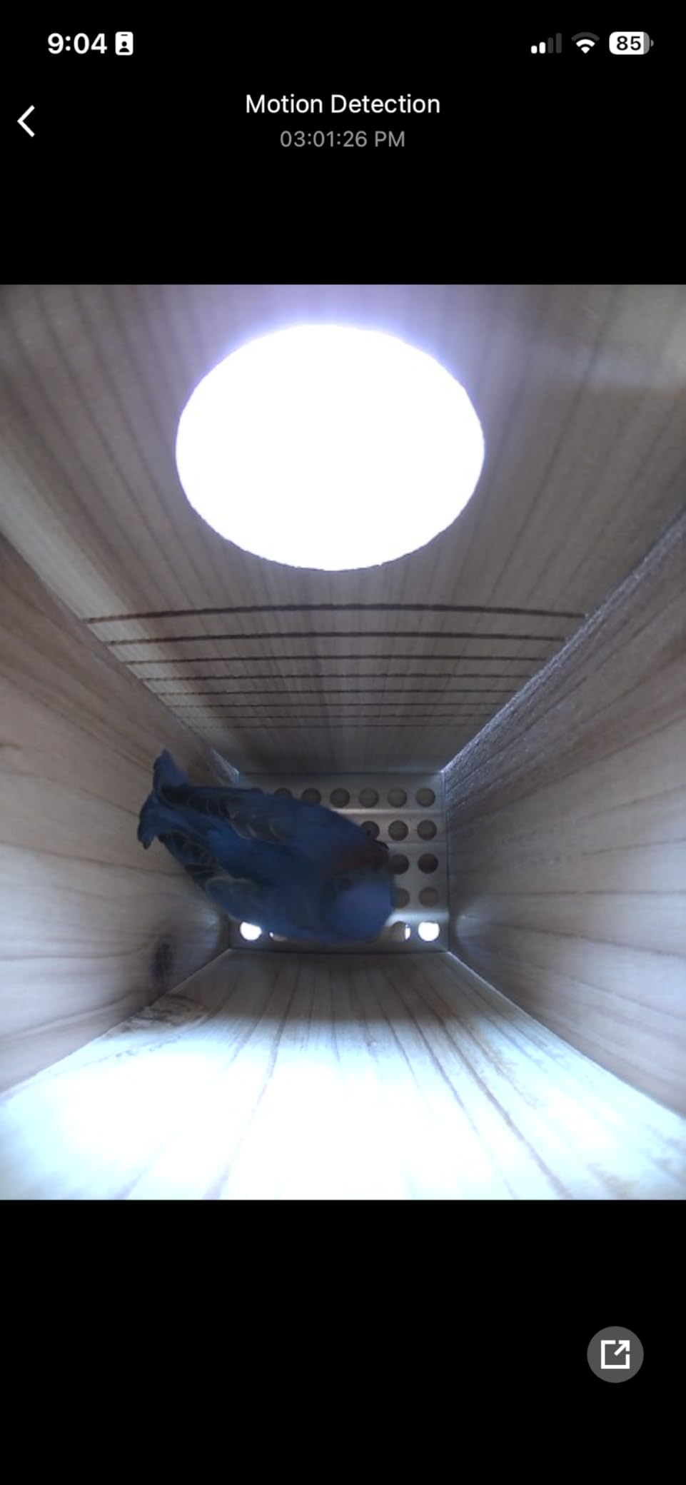 WHITEHORSE Bluebird House - Weatherproof Bird House for Outdoors - Cedar Birdhouse Built to NABS Specs customer photo 1