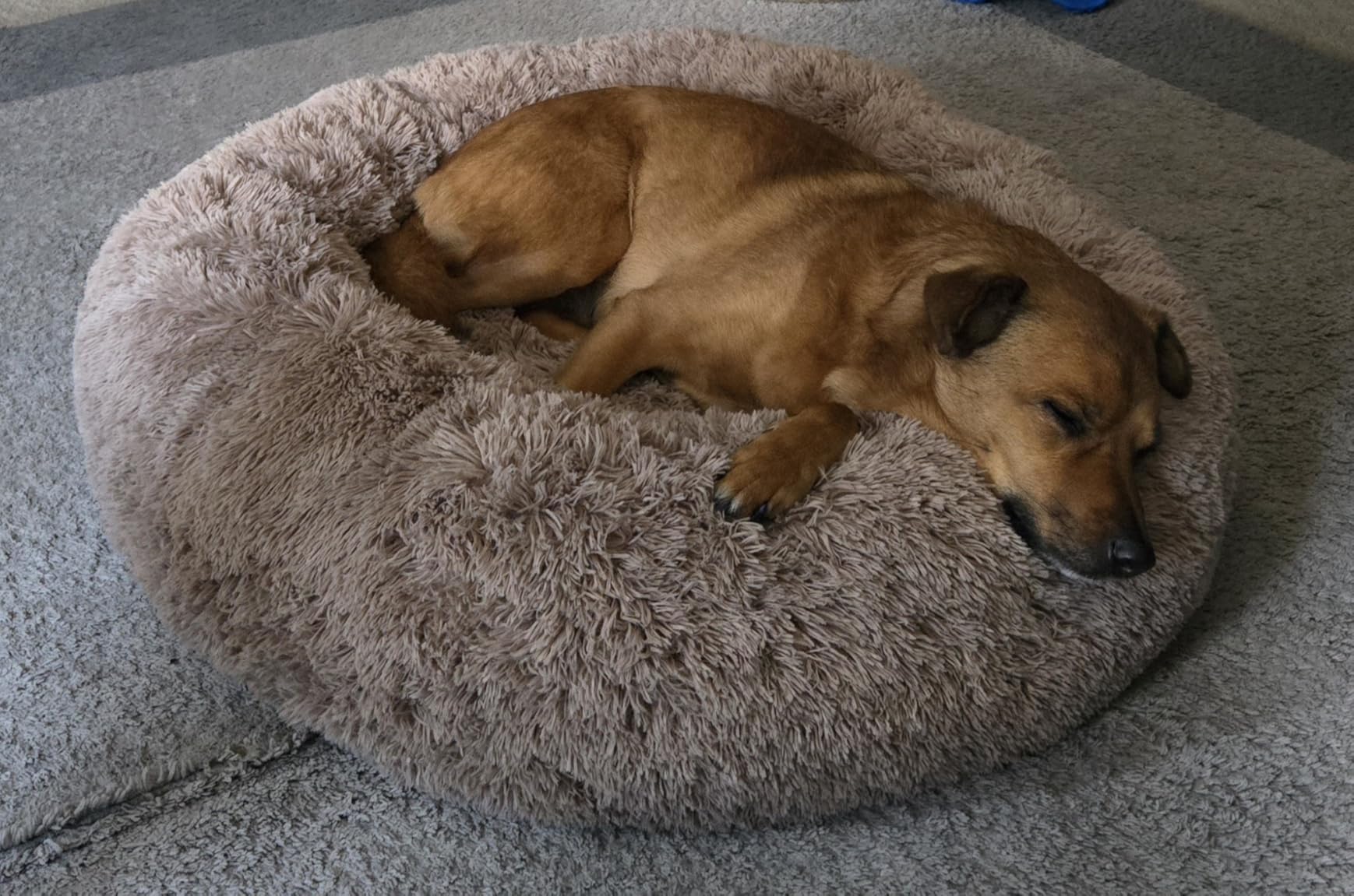 Bedsure Calming Dog Bed Medium Size Dog - Donut Washable Medium Pet Bed, 30 inches Anti-Slip Round Fluffy Plush Faux Fur Cat Bed, Fits up to 45 lbs Pets, Camel customer photo 1