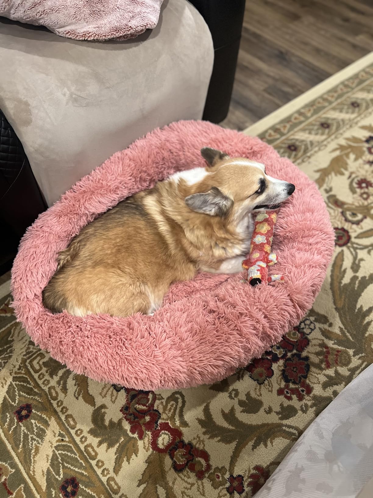 Bedsure Calming Dog Beds Large Sized Dog - Donut Washable Large Pet Bed, 36 inches Anti-Slip Round Fluffy Plush Faux Fur Dogs Bed, Fits up to 80 lbs Pets, Camel customer photo 2