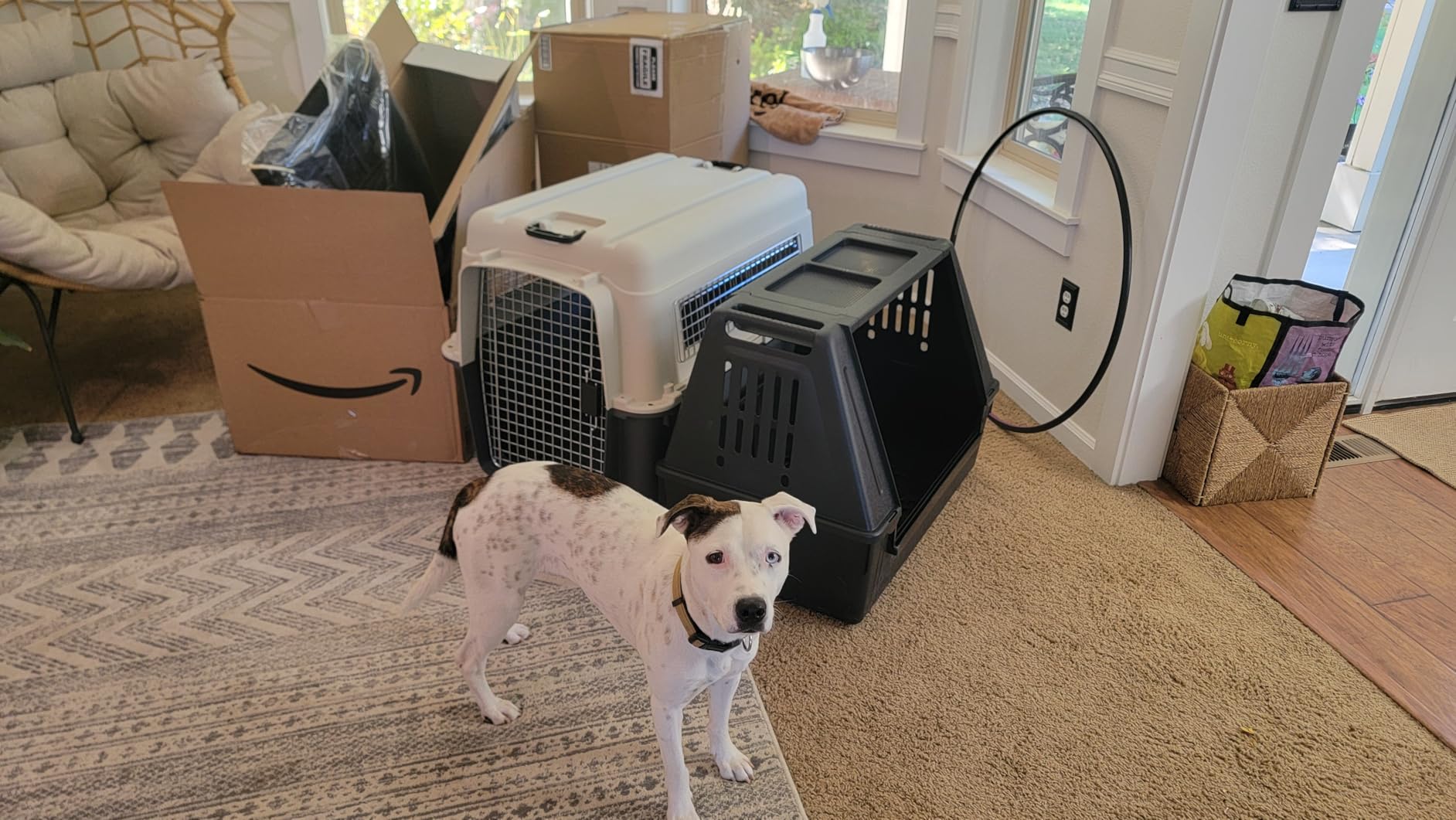 Ferplast Atlas Vehicle SUV Dog Crate, Assembled Car Dog Crate Measures 32L x 20W x 24H & is Ideal for Small to Medium Dog Breeds, Black customer photo 1