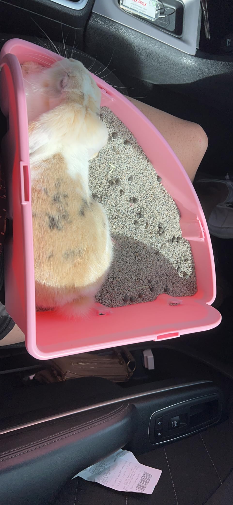 kathson Large Rabbit Litter Box Bunny Corner Toilet Box Potty Trainer Bigger Pet Pan Small Animal Cage Toilet Bedding Box Fanshaped for Adult Guinea Pigs Chinchilla Ferret Galesaur customer photo 2