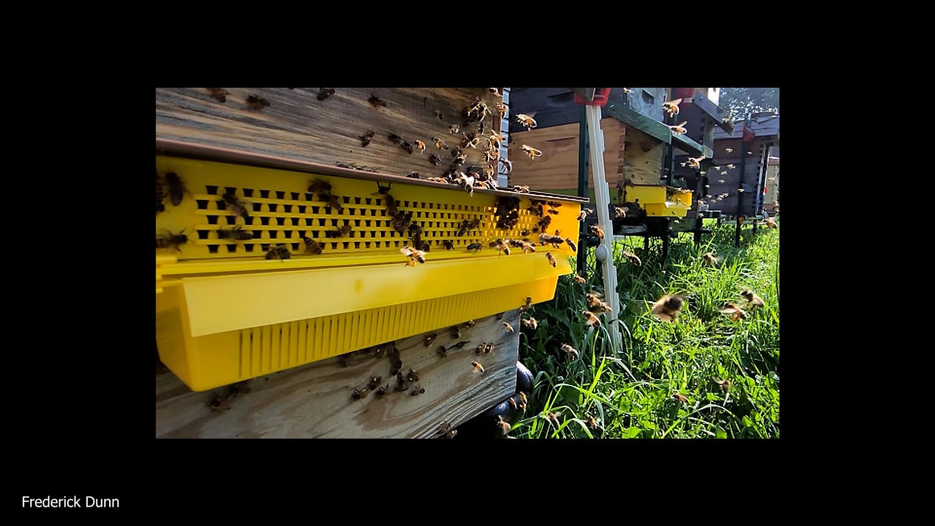 GEZICHTA Pollen Collector Tray, Removable Pollen Collector with Ventilated Pollen Tray, Beekeeper Bee Pollen Tray Beekeeping Tools customer photo 1