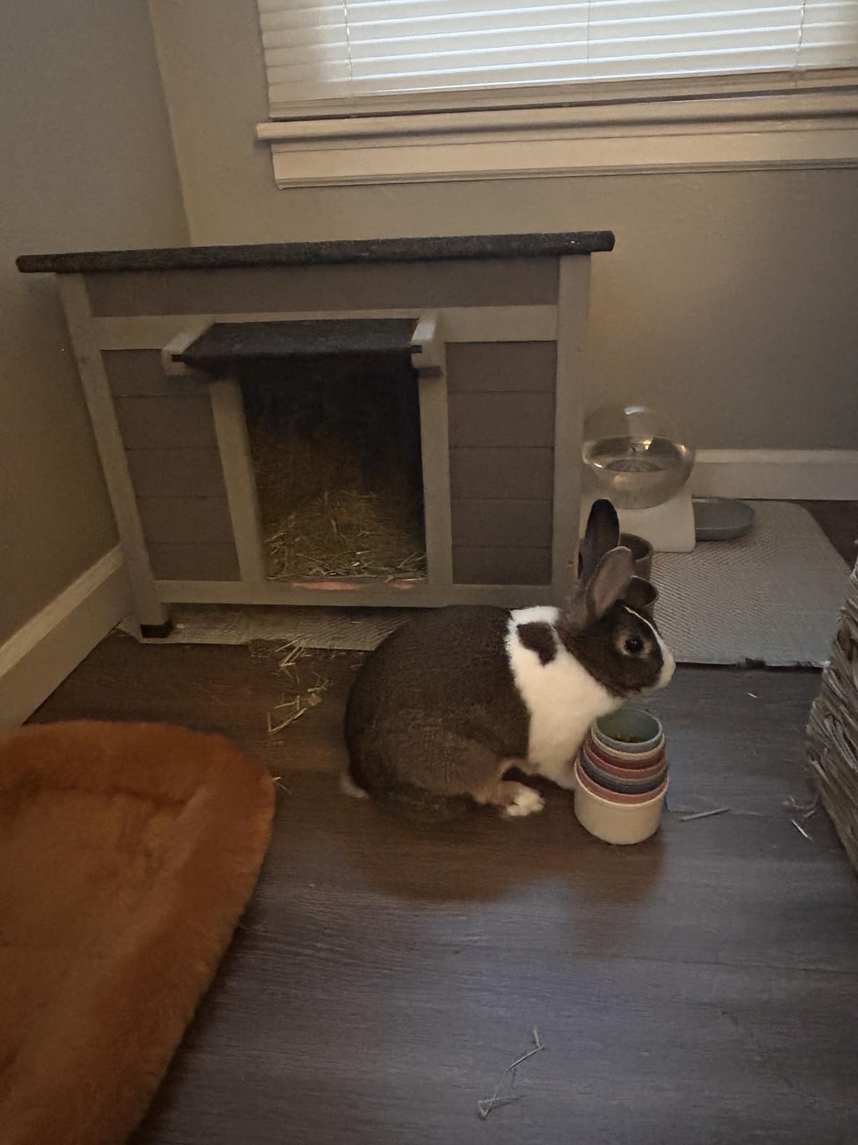 Outdoor Feral Cat House Weatherproof, Small Wooden Rabbit Hutch Bunny Cage Indoor-PVC Door Flaps customer photo 1
