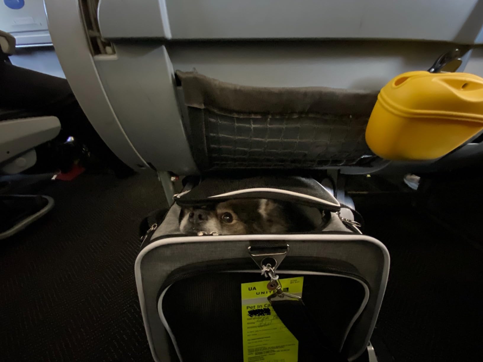 Airline Approved Expandable Premium Pet Carrier on Wheels- Two Sided Expandable Rolling Carrier- Designed for Dogs & Cats- Extra Spacious Soft Lined Carrier! (Grey) customer photo 1