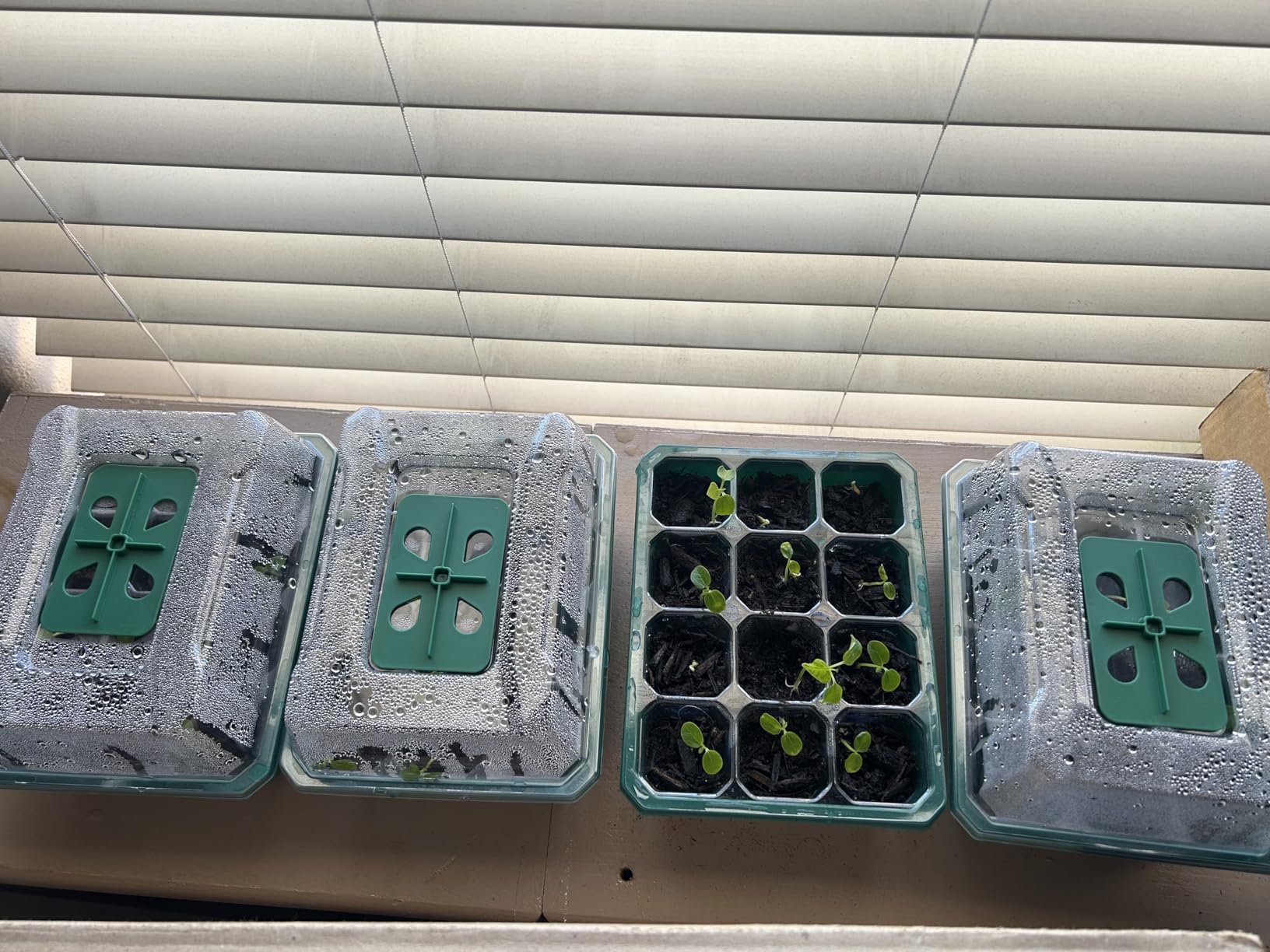 VIVOSUN 6-Pack Seed Starter Trays, 72-Cell Starter Kit with Humidity Dome | Flat Reusable Plant Germination Trays with Drain Hole, Green Propagation Tray for Planting Seeds, 12 Cells x 6 Packs customer photo 1