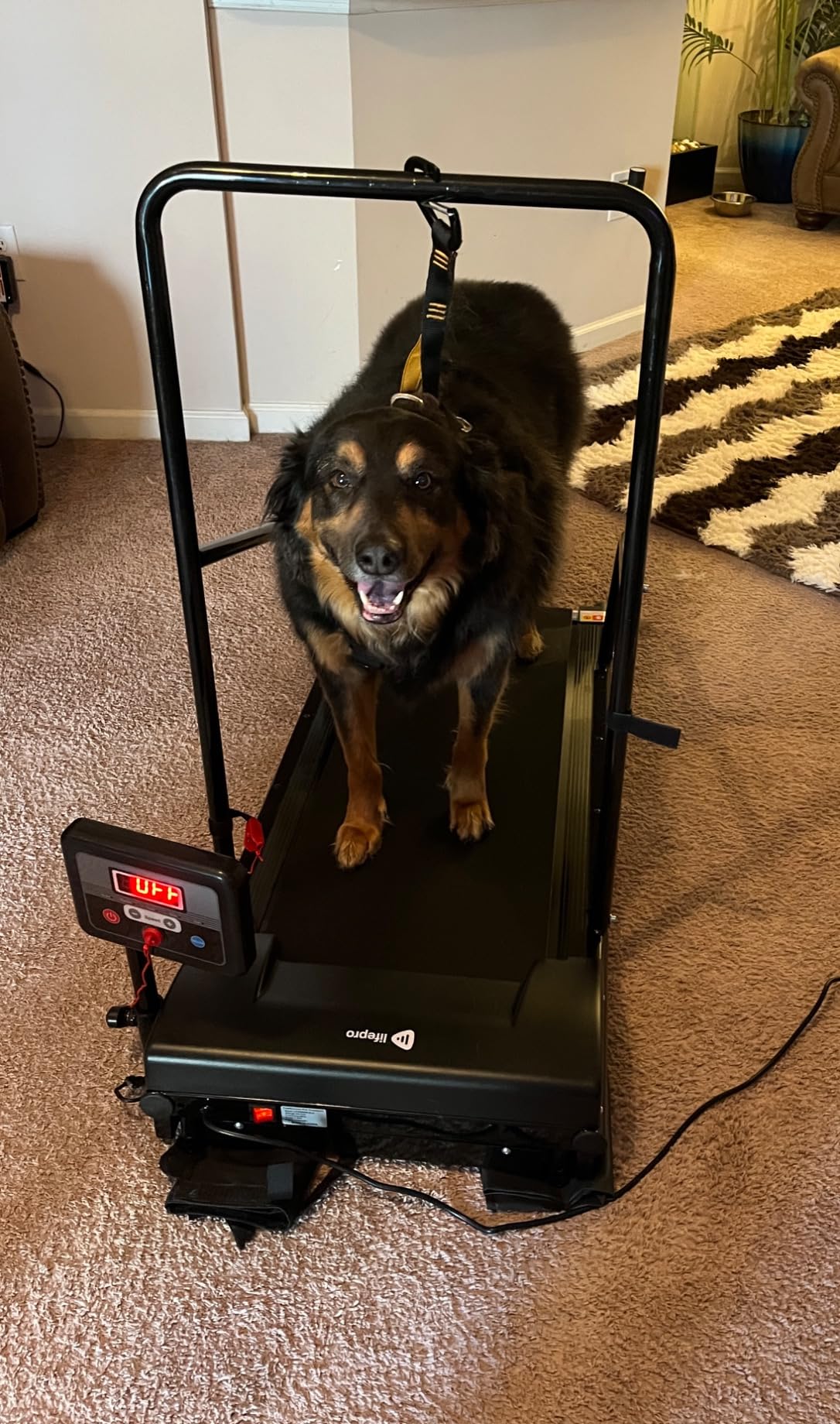 Lifepro PawRunner Dog Treadmill for Small Dogs, Dog Treadmill for Medium Dogs, Pet Treadmill for Dogs up to 130lbs, Dog Pacer Treadmill for Indoor Dog Running Machine customer photo 2