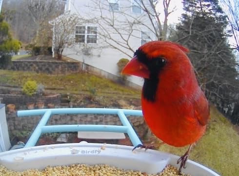 NETVUE by Birdfy Smart Bird Feeder with Camera - AI Identifies Birds Species, 2MP Night Vision & App Alerts, 2.4GHz Wi-Fi, IP65 Weatherproof Bird Camera, Gift for Backyard BirdWatchers customer photo 1
